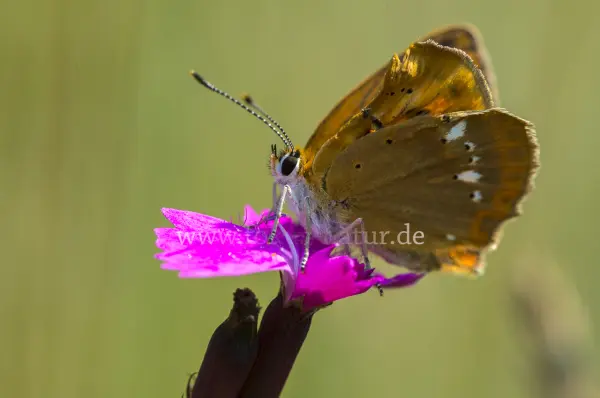 Fokus-Natur Bild