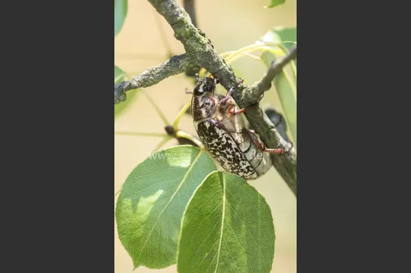 Fokus-Natur Bild