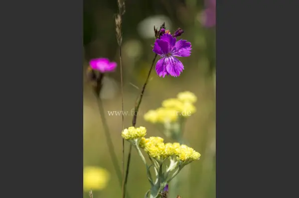 Fokus-Natur Bild
