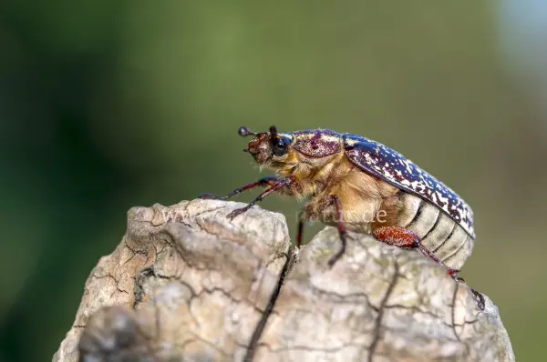 Fokus-Natur Bild