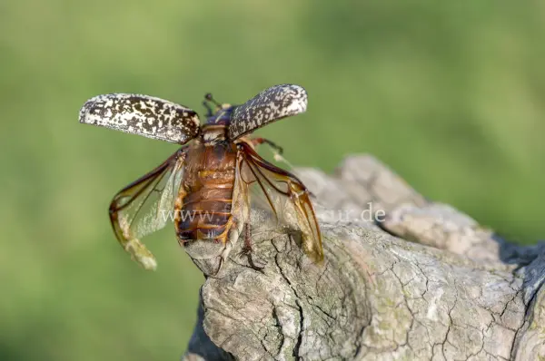 Fokus-Natur Bild