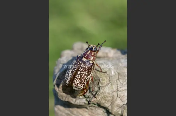 Fokus-Natur Bild