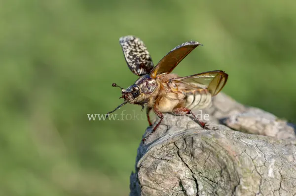 Fokus-Natur Bild