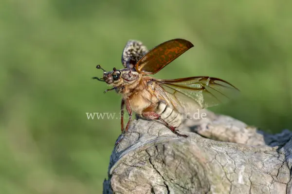 Fokus-Natur Bild