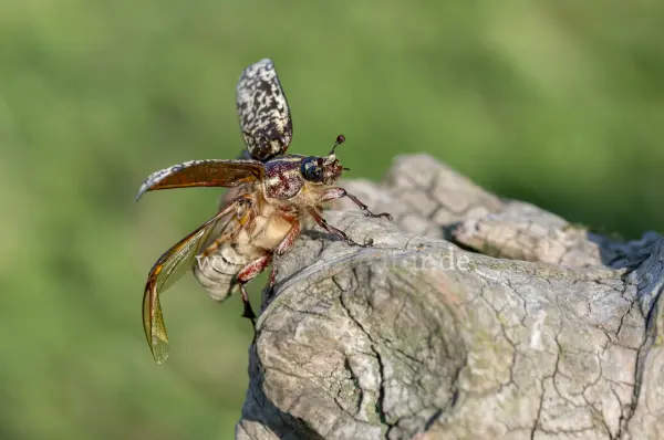 Fokus-Natur Bild