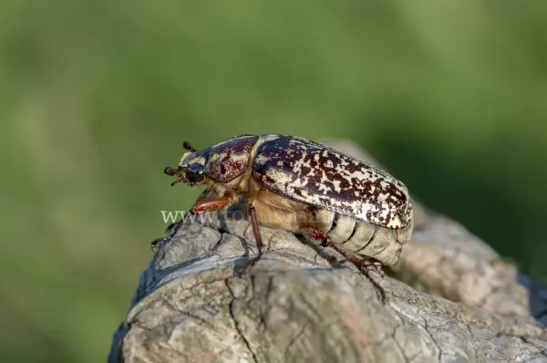 Fokus-Natur Bild