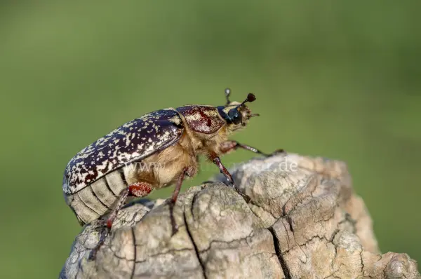 Fokus-Natur Bild