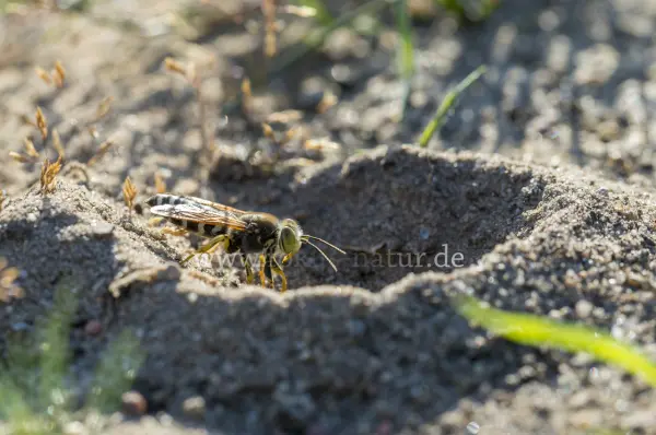 Fokus-Natur Bild