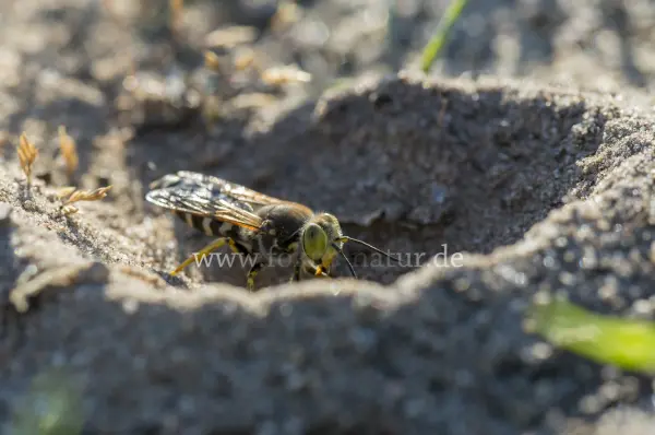 Fokus-Natur Bild