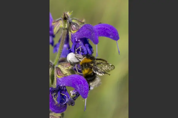 Fokus-Natur Bild