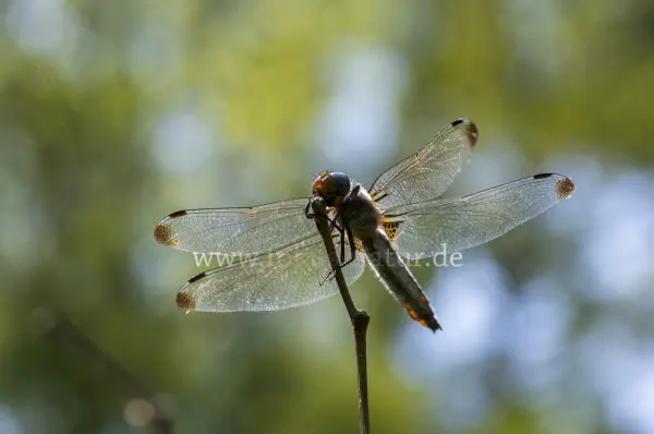 Fokus-Natur Bild
