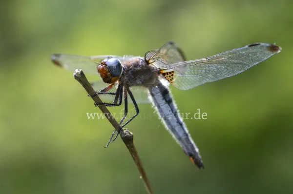 Fokus-Natur Bild