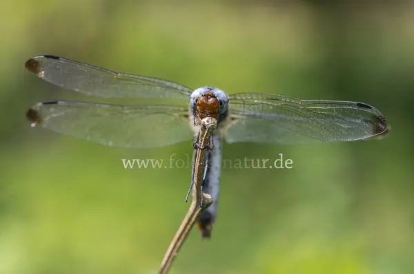 Fokus-Natur Bild