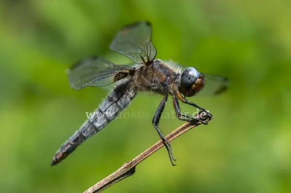 Fokus-Natur Bild
