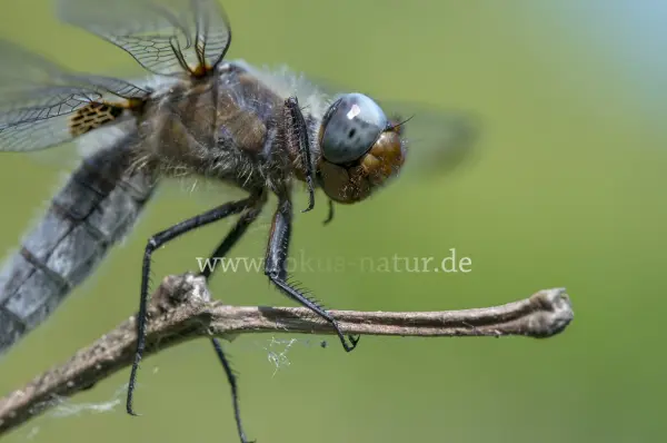 Fokus-Natur Bild