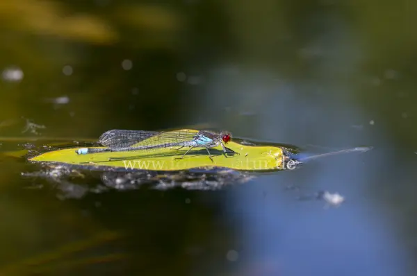 Fokus-Natur Bild