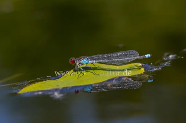 Fokus-Natur Bild