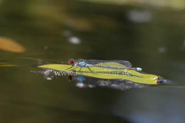 Fokus-Natur Bild