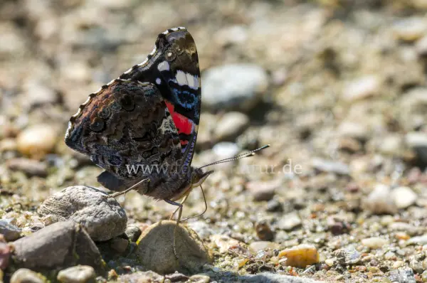 Fokus-Natur Bild