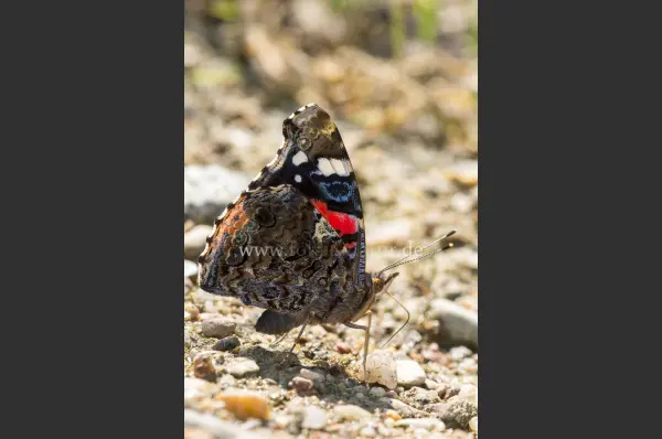 Fokus-Natur Bild