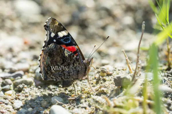 Fokus-Natur Bild