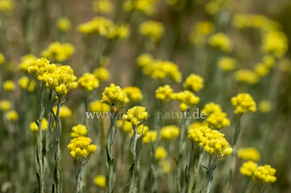 Fokus-Natur Bild