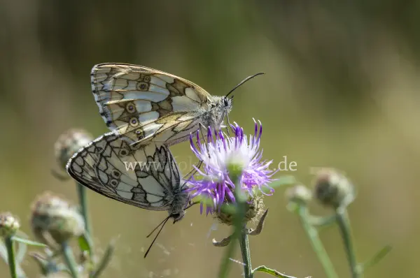 Fokus-Natur Bild