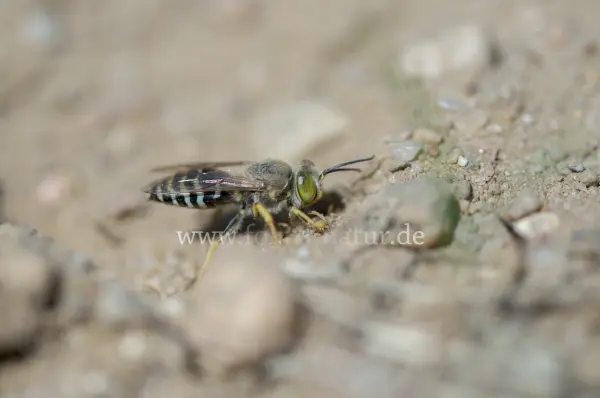 Fokus-Natur Bild