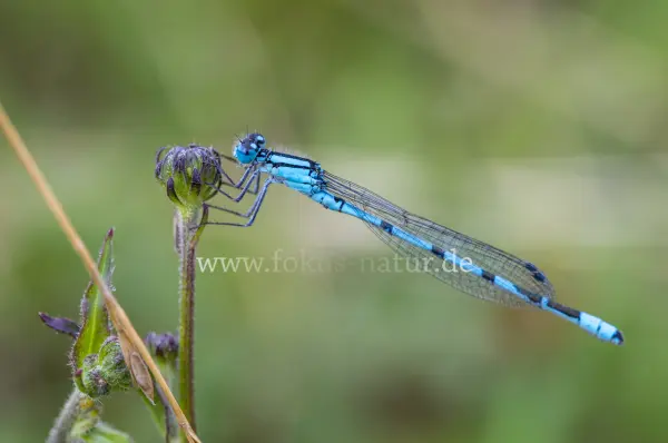 Fokus-Natur Bild