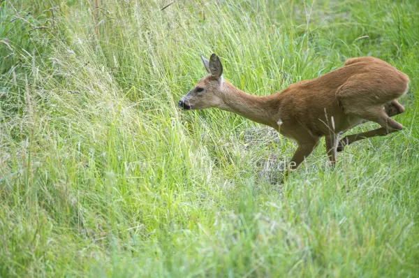 Fokus-Natur Bild