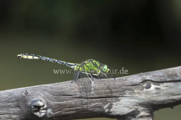 Fokus-Natur Bild