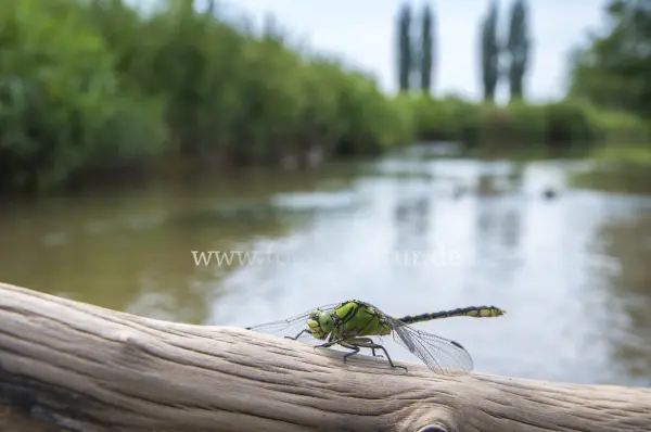 Fokus-Natur Bild