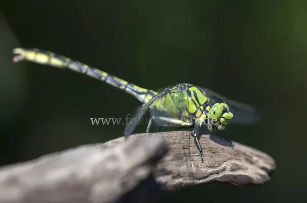 Fokus-Natur Bild