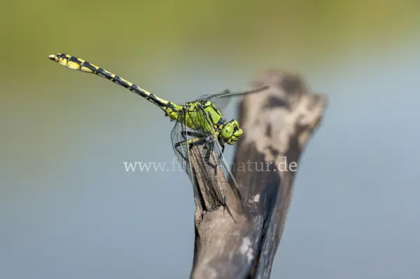 Fokus-Natur Bild