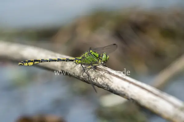 Fokus-Natur Bild