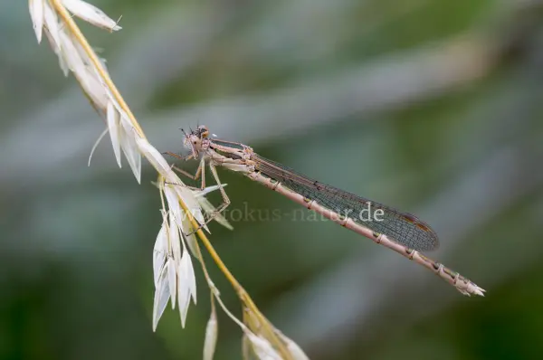 Fokus-Natur Bild