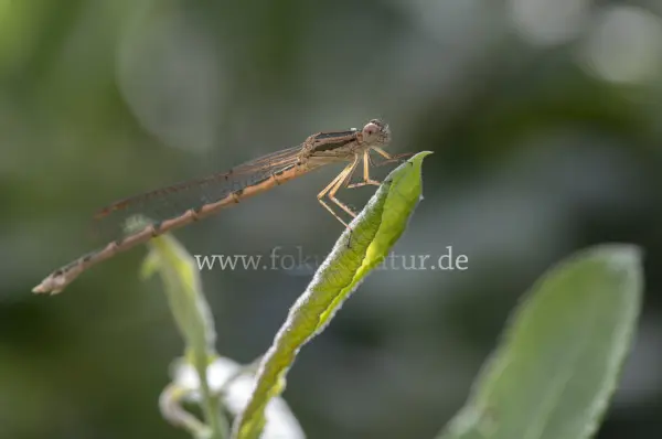 Fokus-Natur Bild