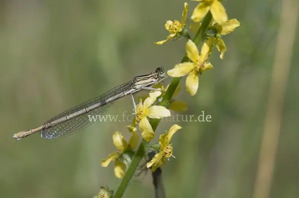 Fokus-Natur Bild