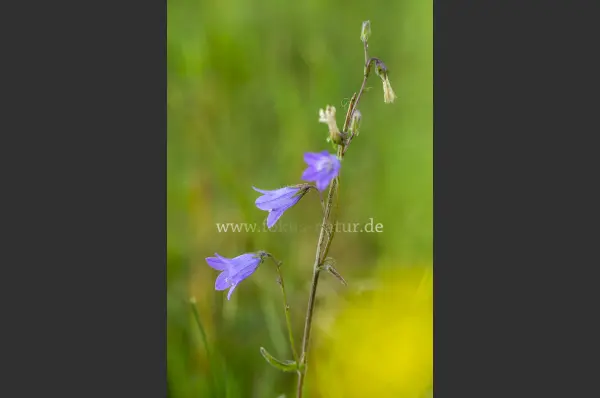 Fokus-Natur Bild