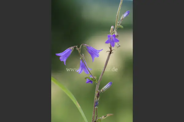Fokus-Natur Bild
