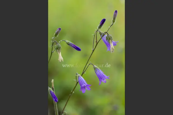 Fokus-Natur Bild