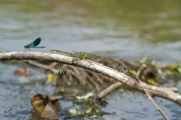 Fokus-Natur Bild