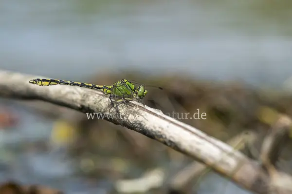 Fokus-Natur Bild