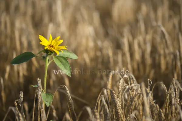 Fokus-Natur Bild