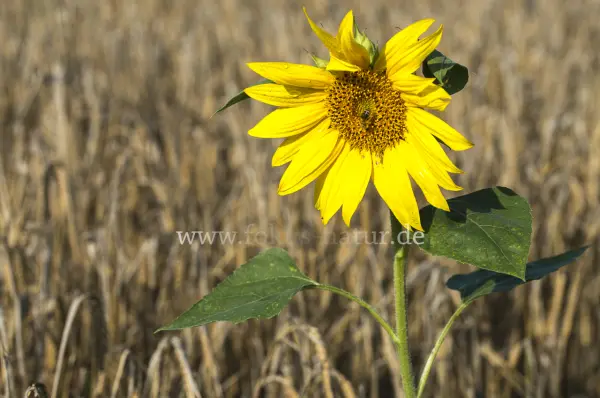 Fokus-Natur Bild