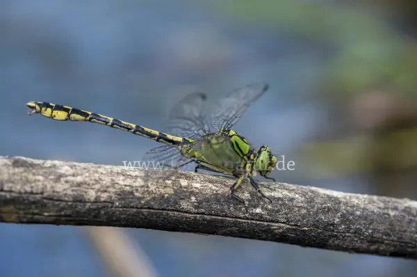 Fokus-Natur Bild