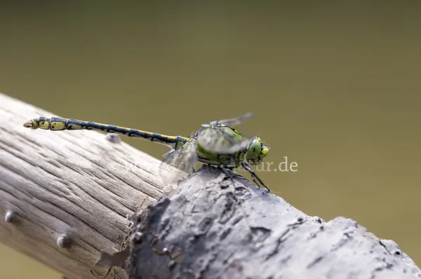 Fokus-Natur Bild