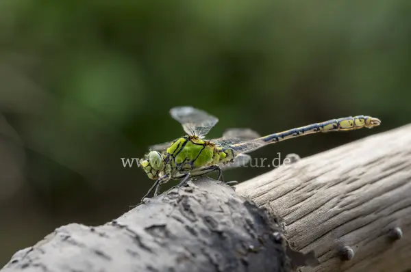 Fokus-Natur Bild