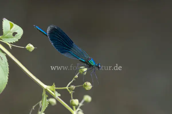 Fokus-Natur Bild