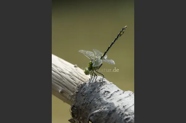 Fokus-Natur Bild